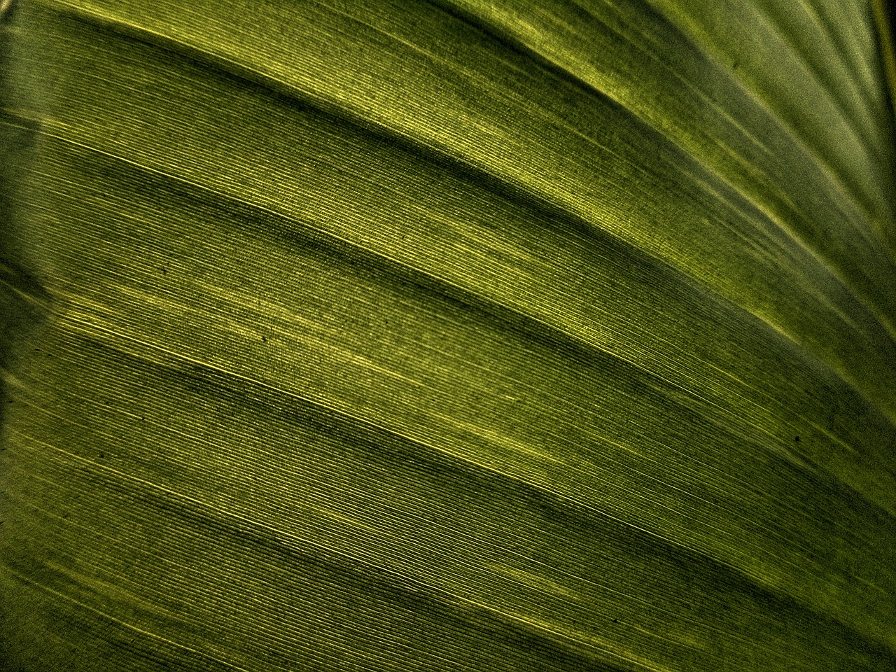 banana leaf leaf texture free photo