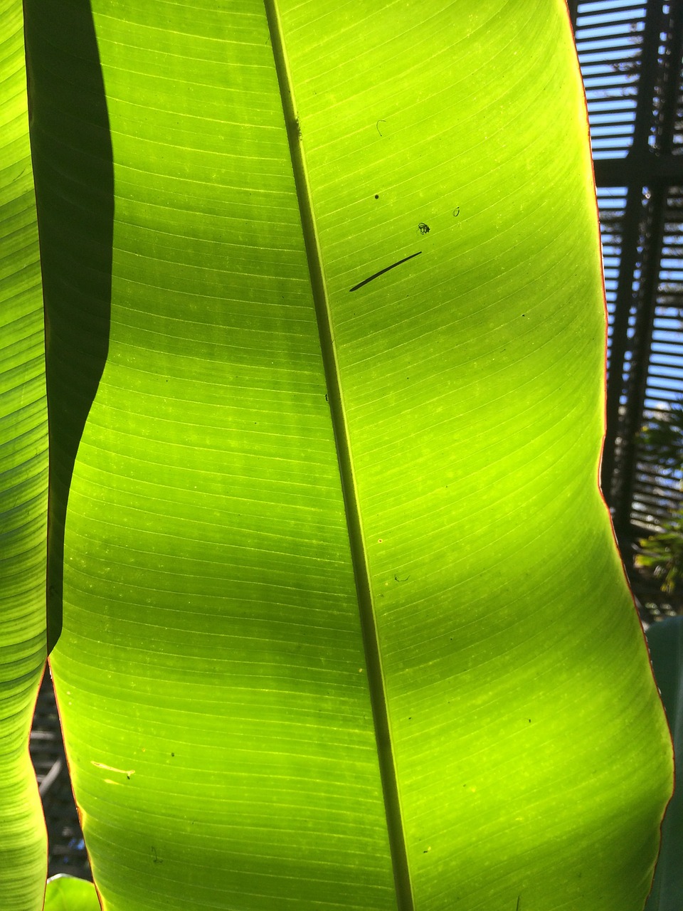 banana leaf leaf green free photo