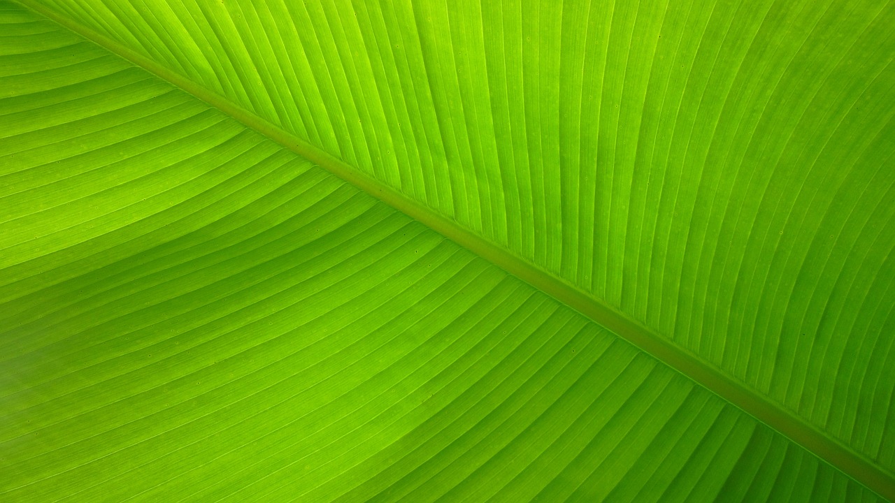 banana leaf lines fibers free photo