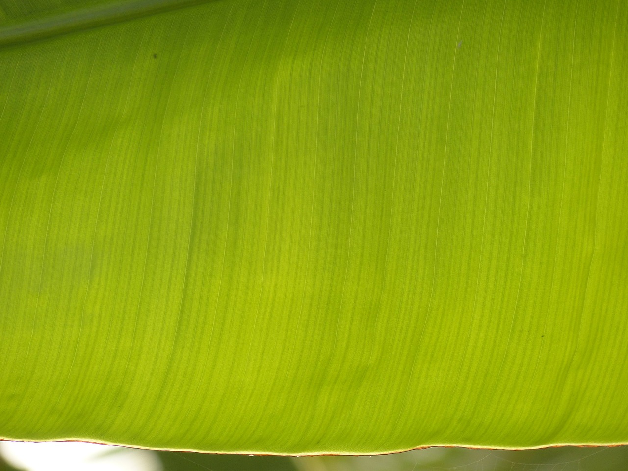 banana leaf leaf green free photo