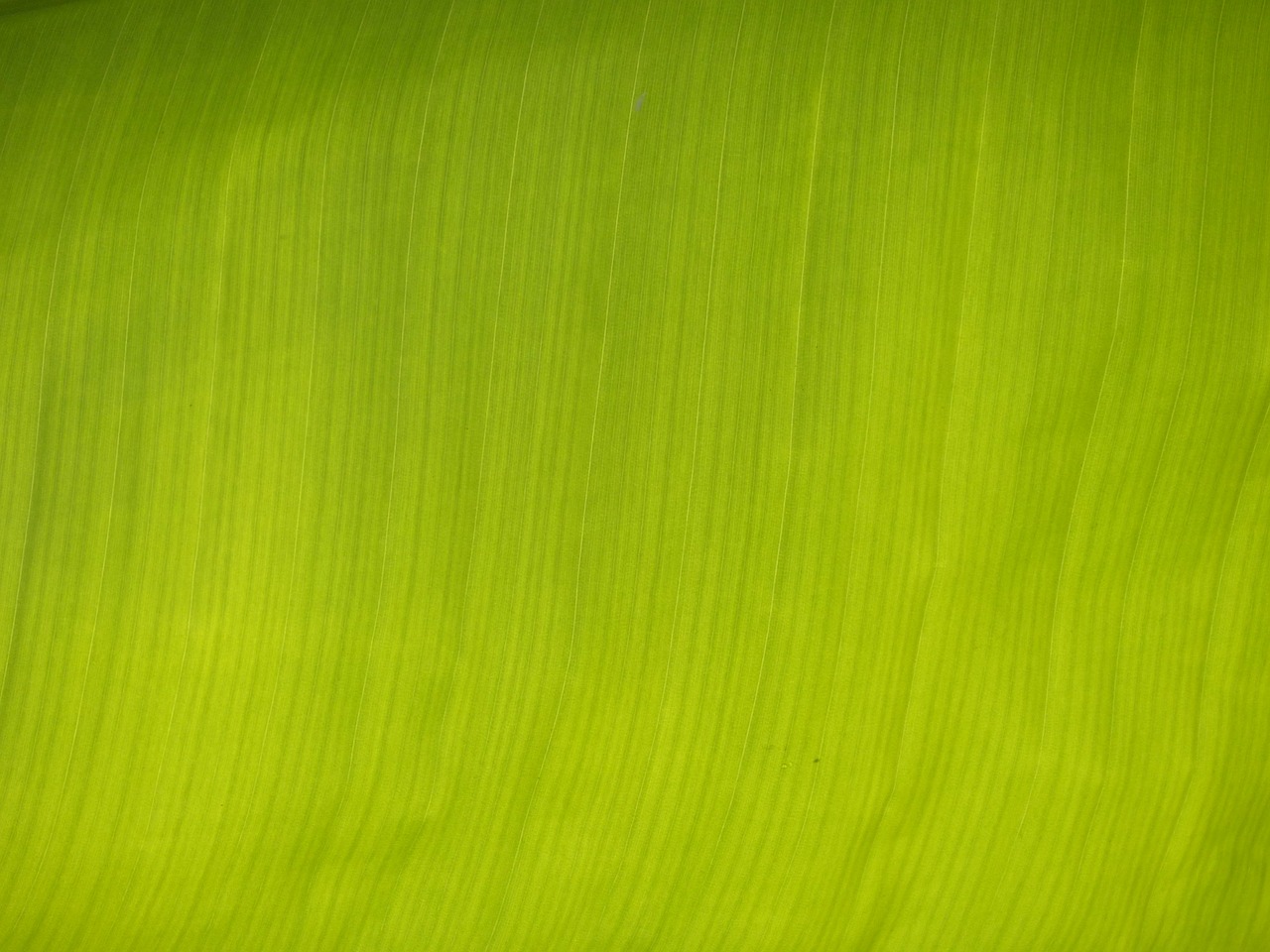 banana leaf leaf green free photo
