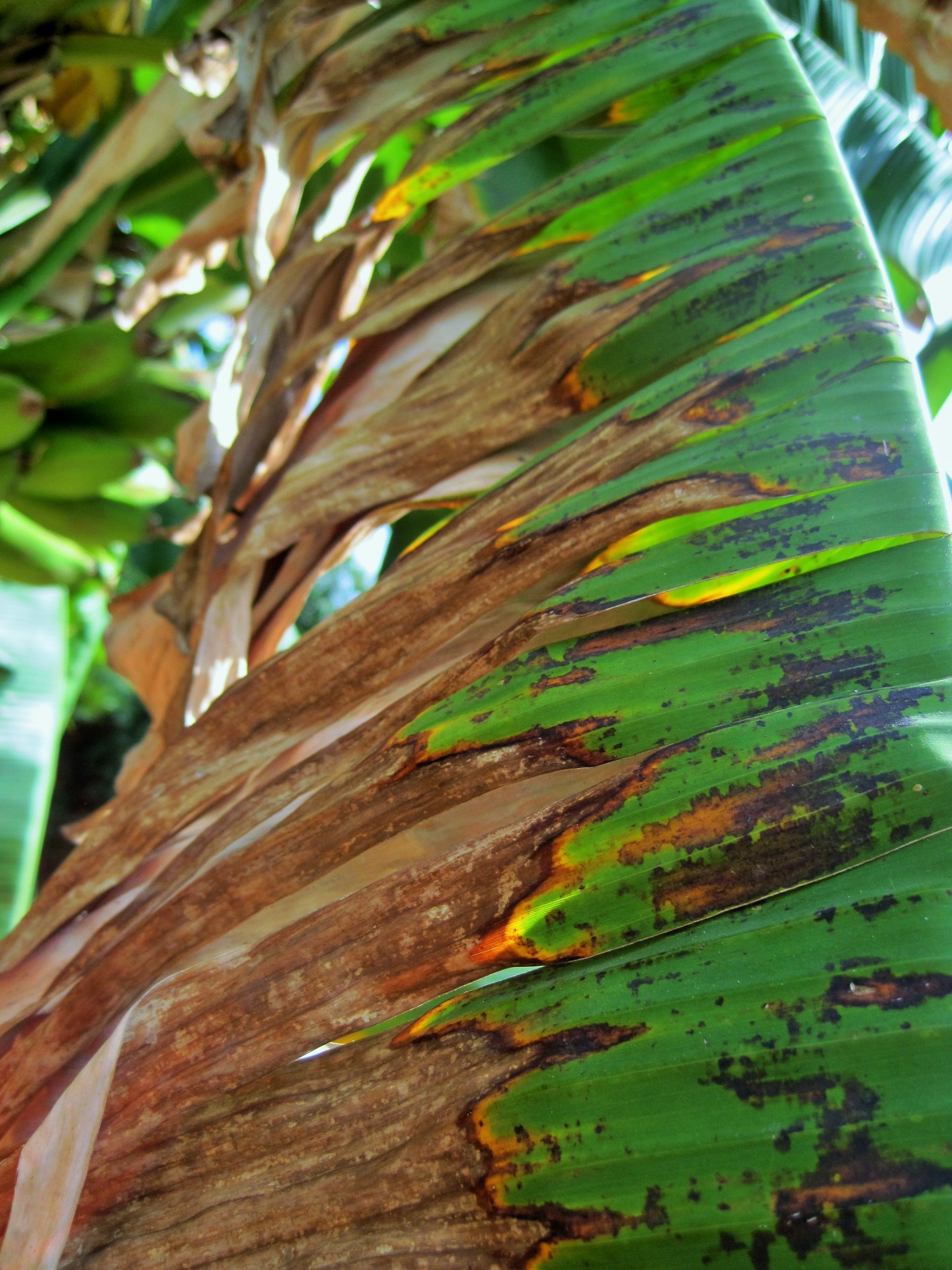tree banana leaf free photo