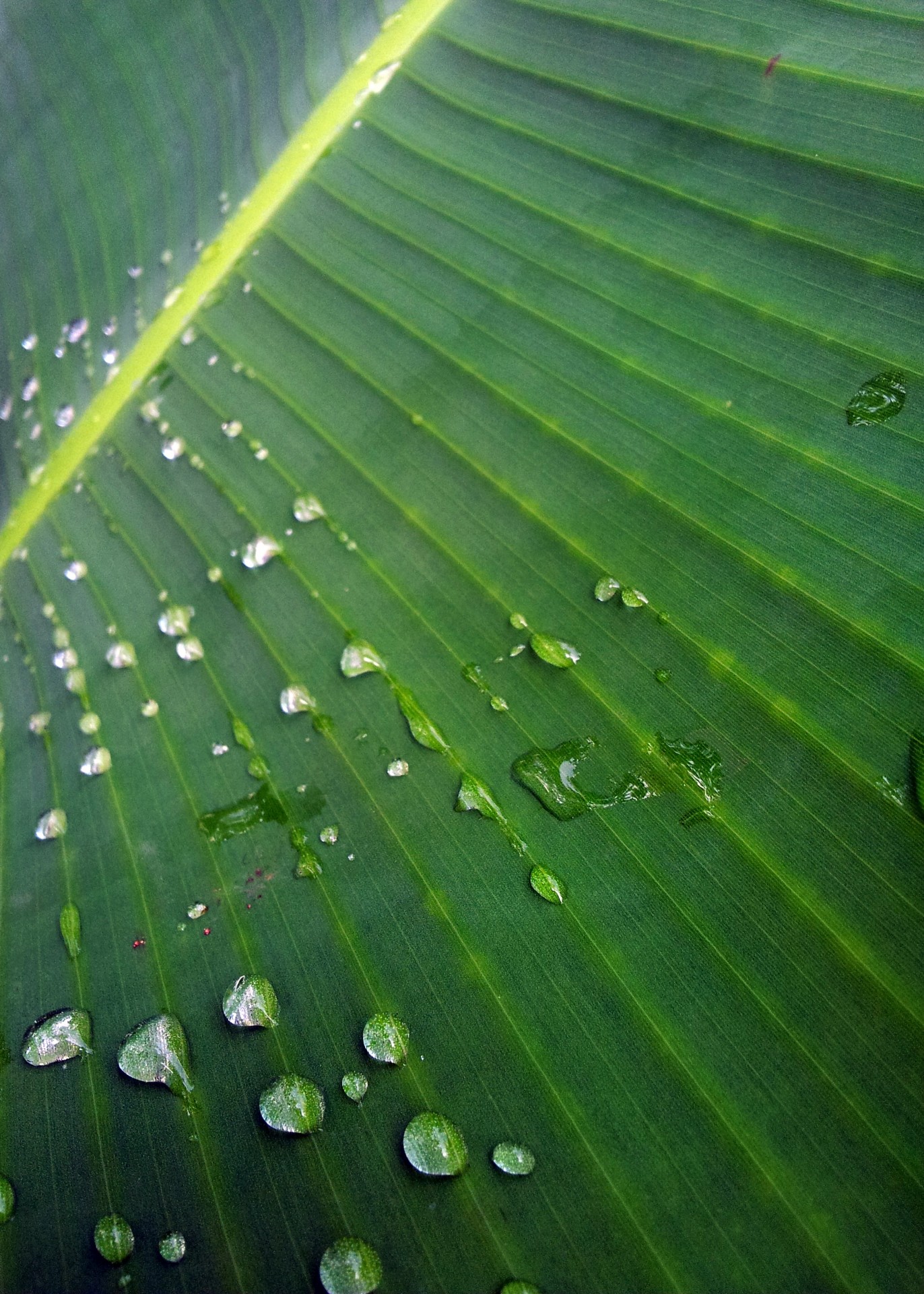 banana leaf surface after rain texture wallpaper free photo
