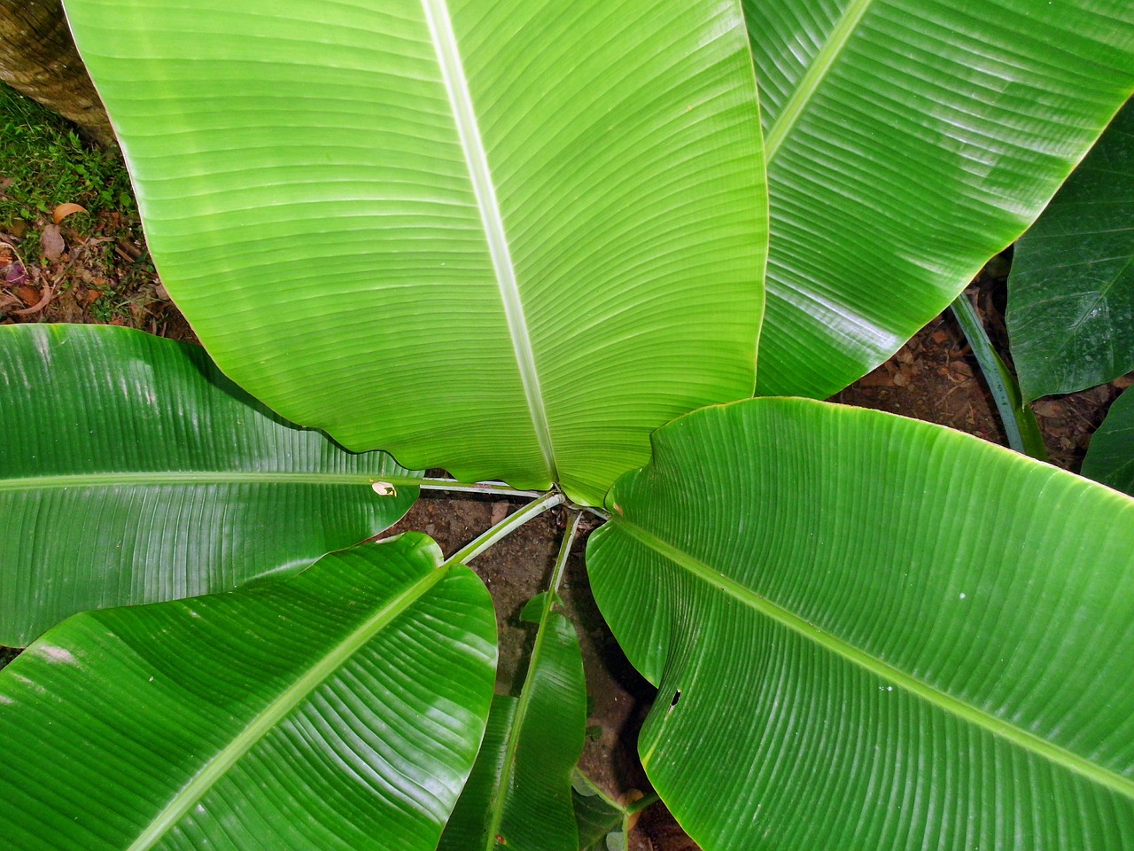 banana leaves plant leafs free photo