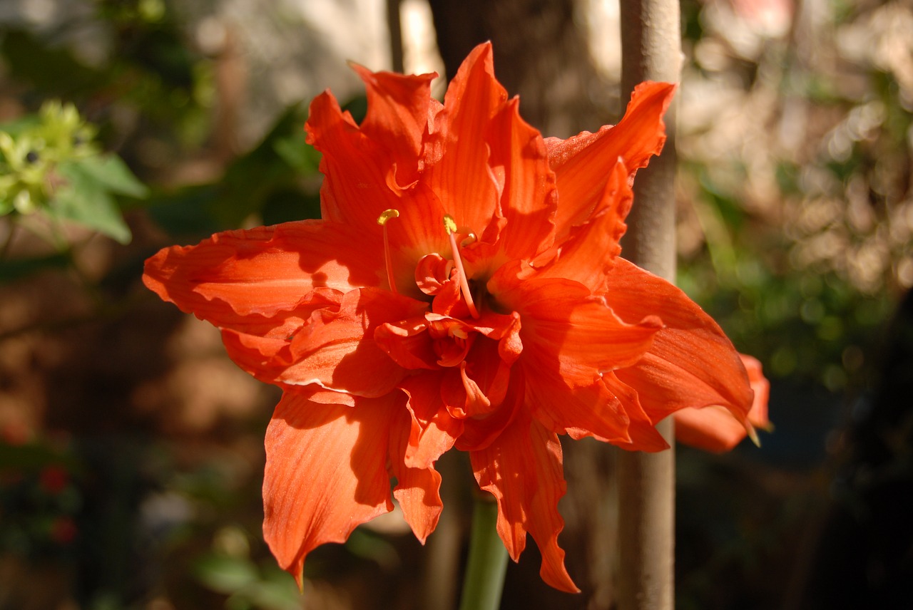 banana orange flower wild free photo