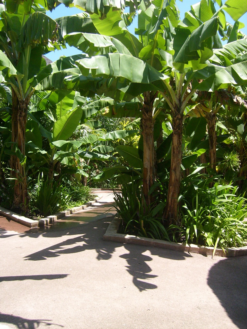 banana plantation banana path free photo