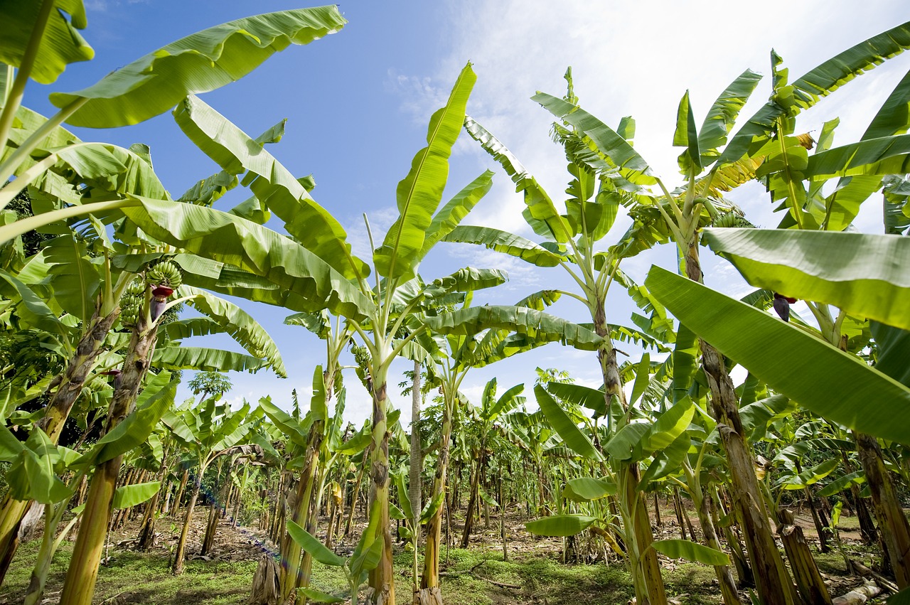banana plantation africa agriculture free photo
