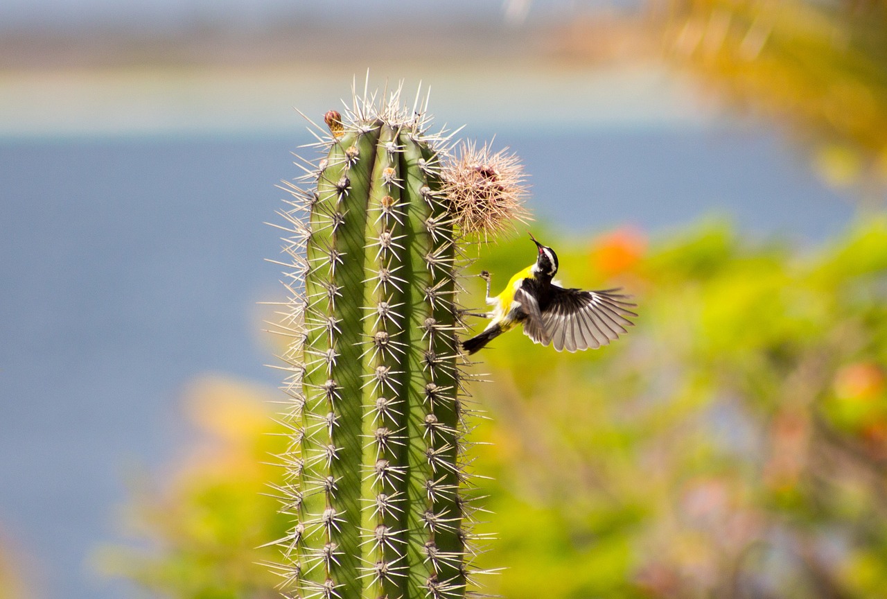 bananaquit cactus small bird free photo