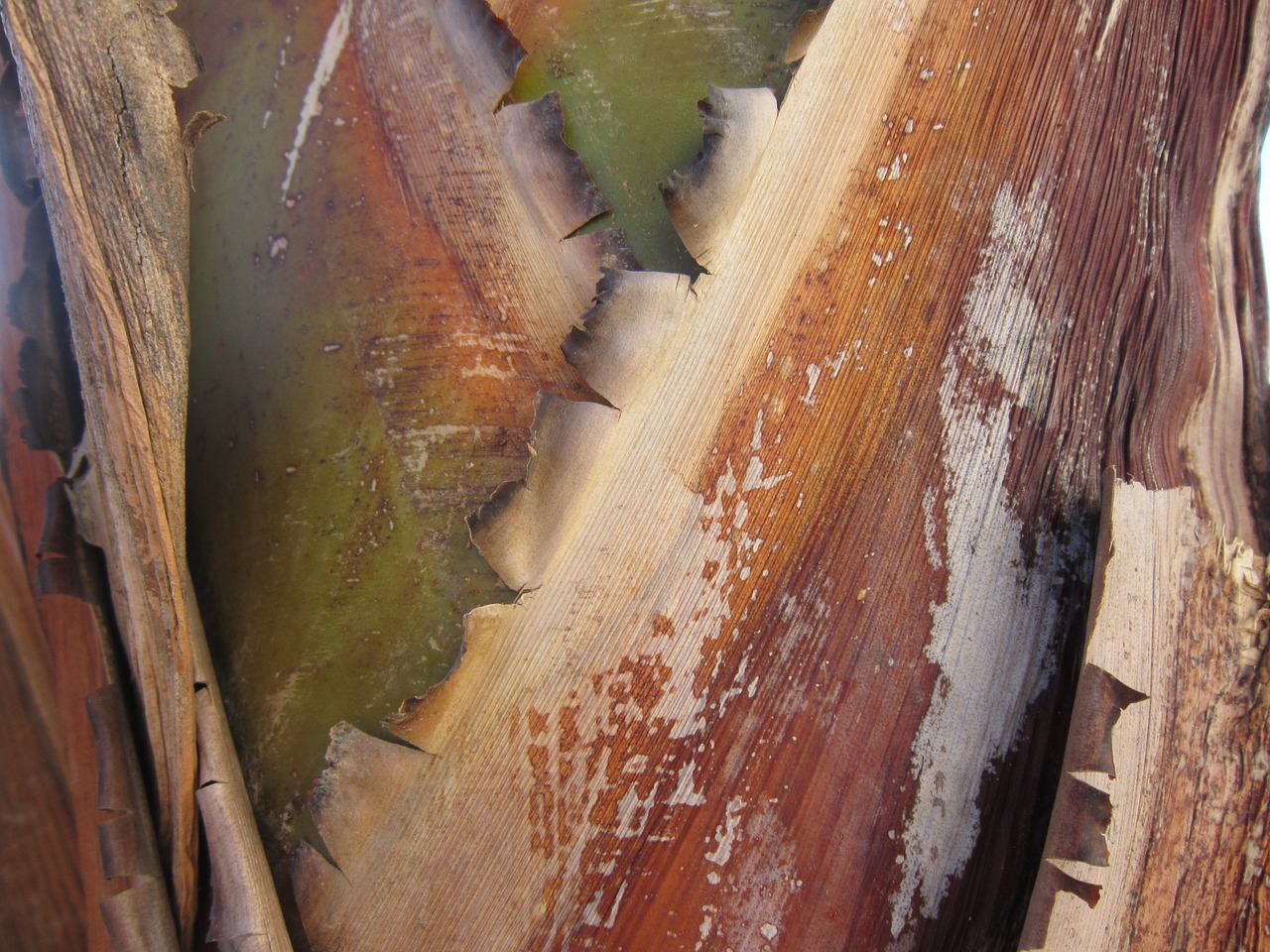 banana shrub wood structure free photo