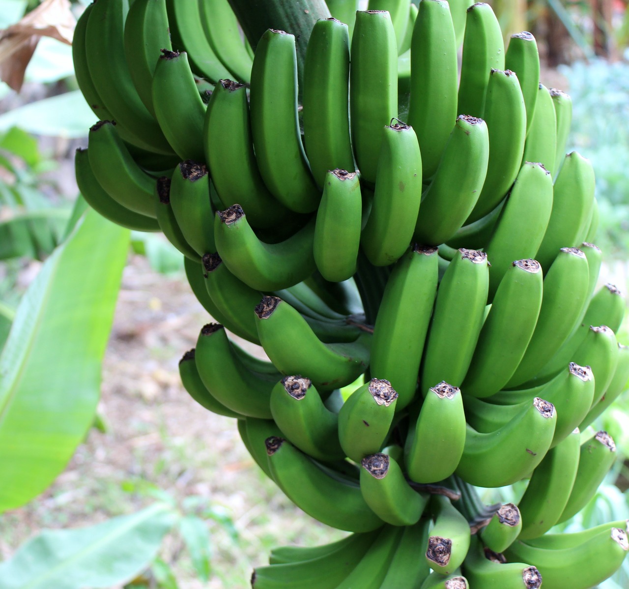 banana green shrub free photo