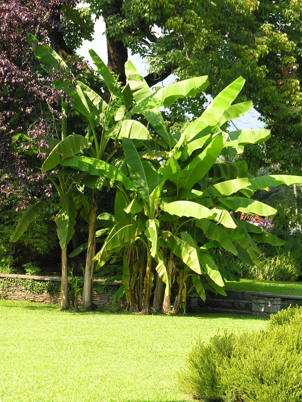 banana shrub villa taranto lago maggiore free photo