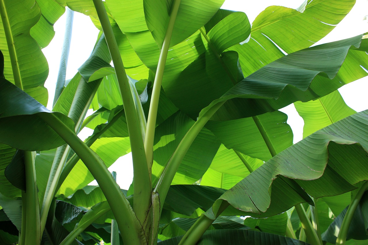 banana shrub plant green free photo