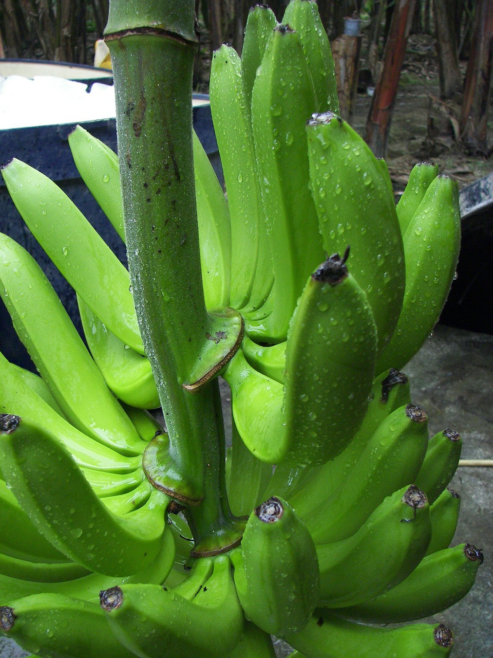 banana shrub cavendish variety bio free photo