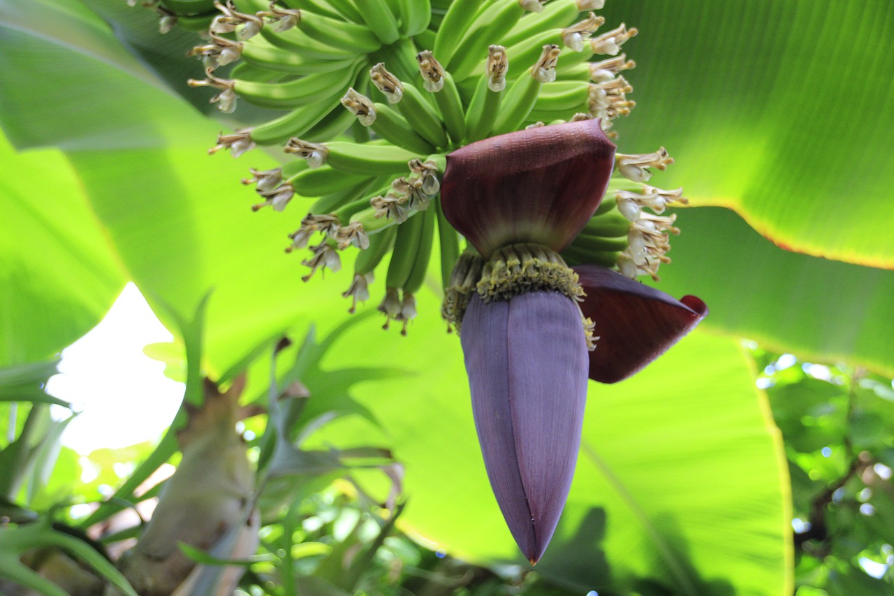 banana shrub bananas banana plant free photo