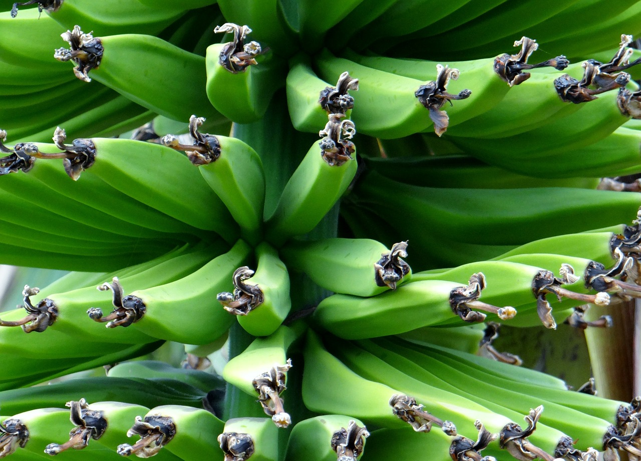 banana shrub banana food free photo