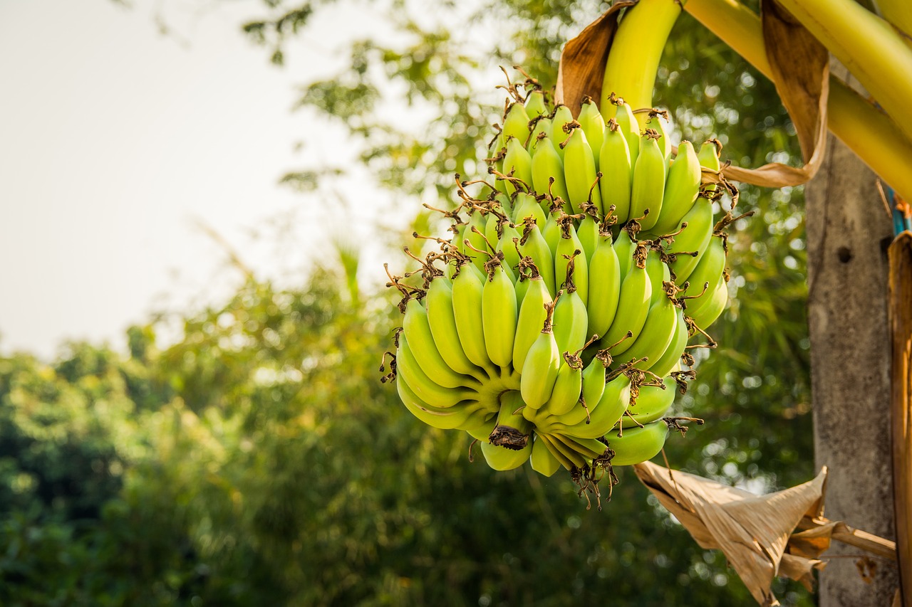 Download free photo of Banana shrub,nature,tree,dessert banana,plant