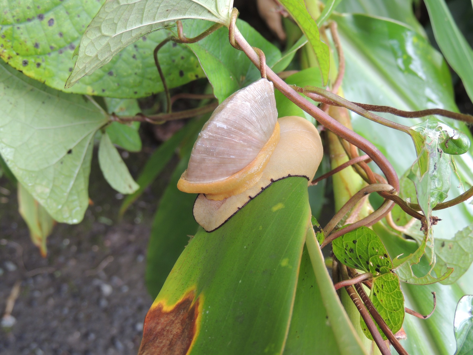 banana slug rain free photo