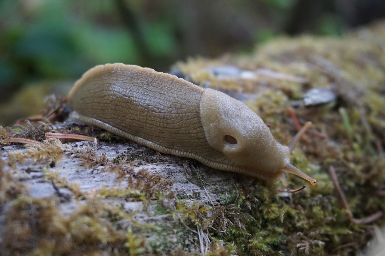 banana slug wilderness nature free photo