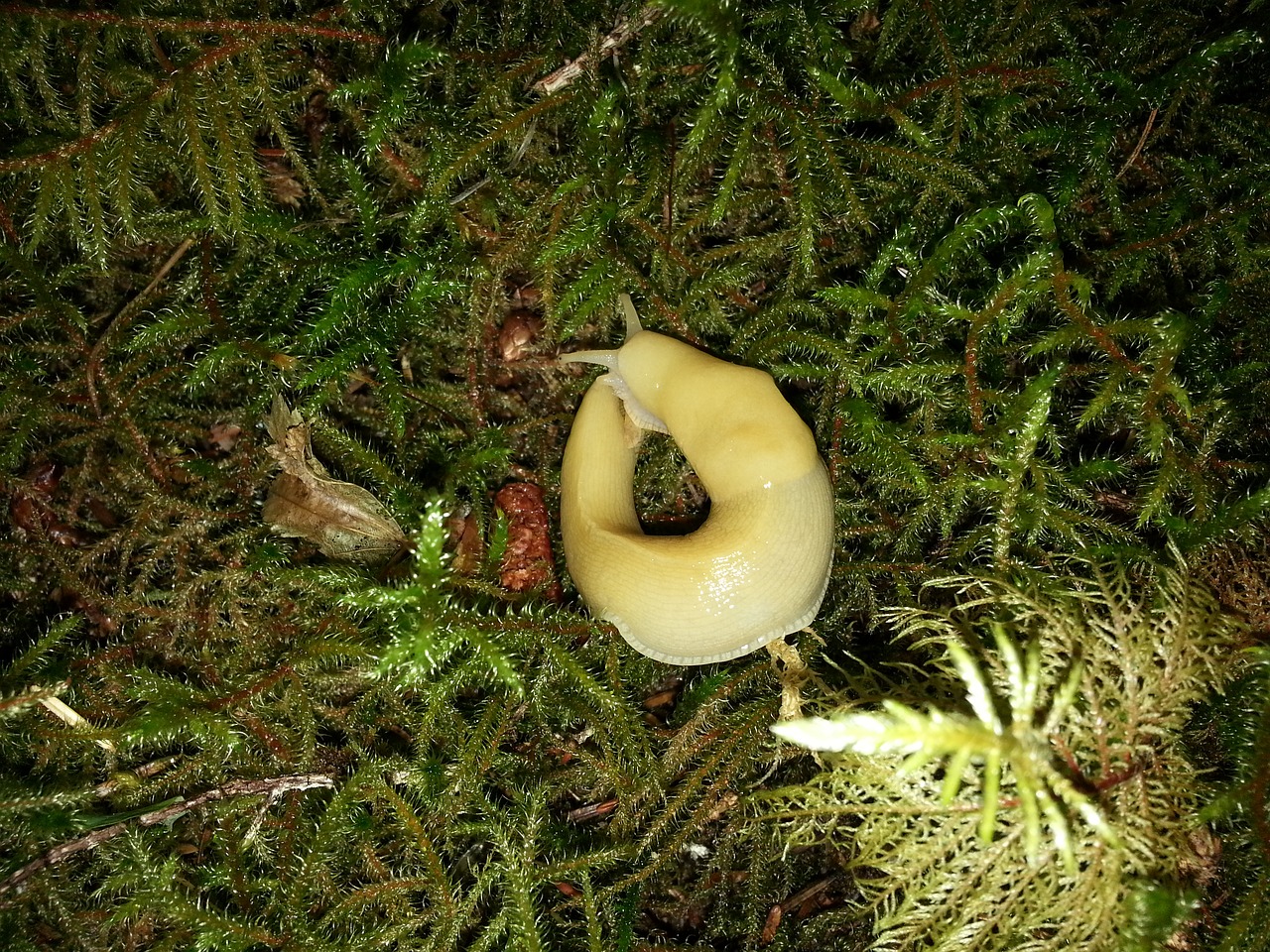 banana slug slug rainforest free photo