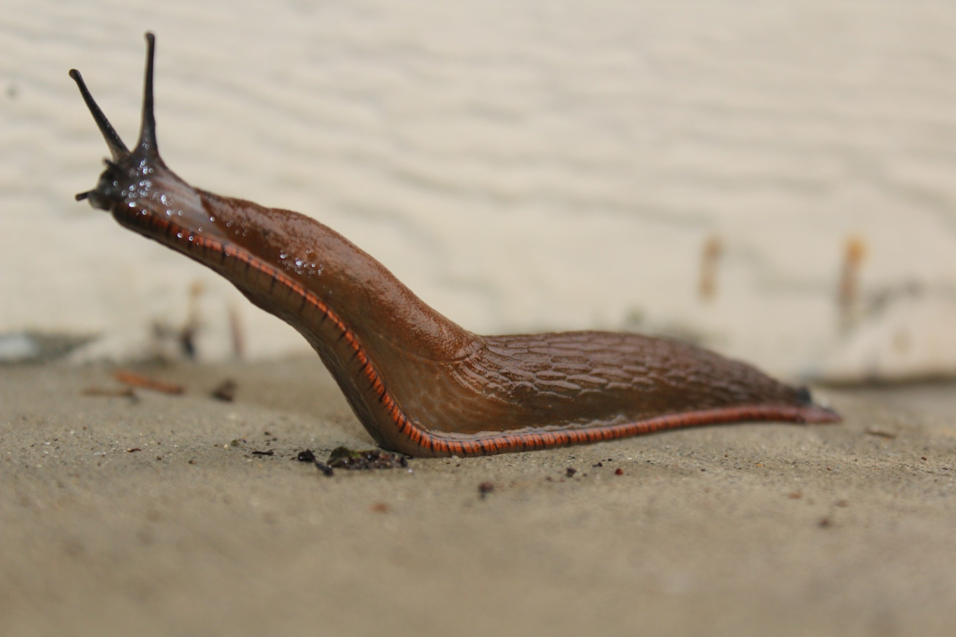 slug snail banana free photo