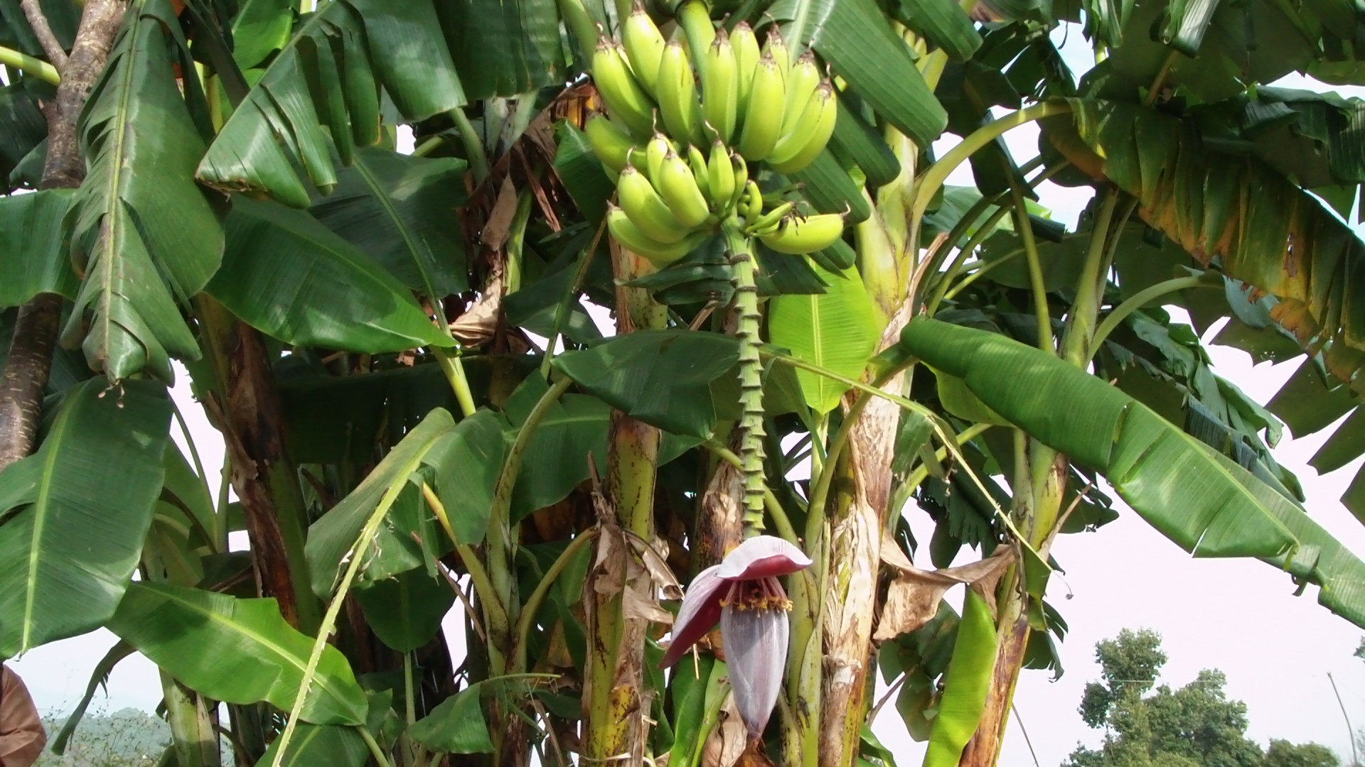 banana tree plucked free photo