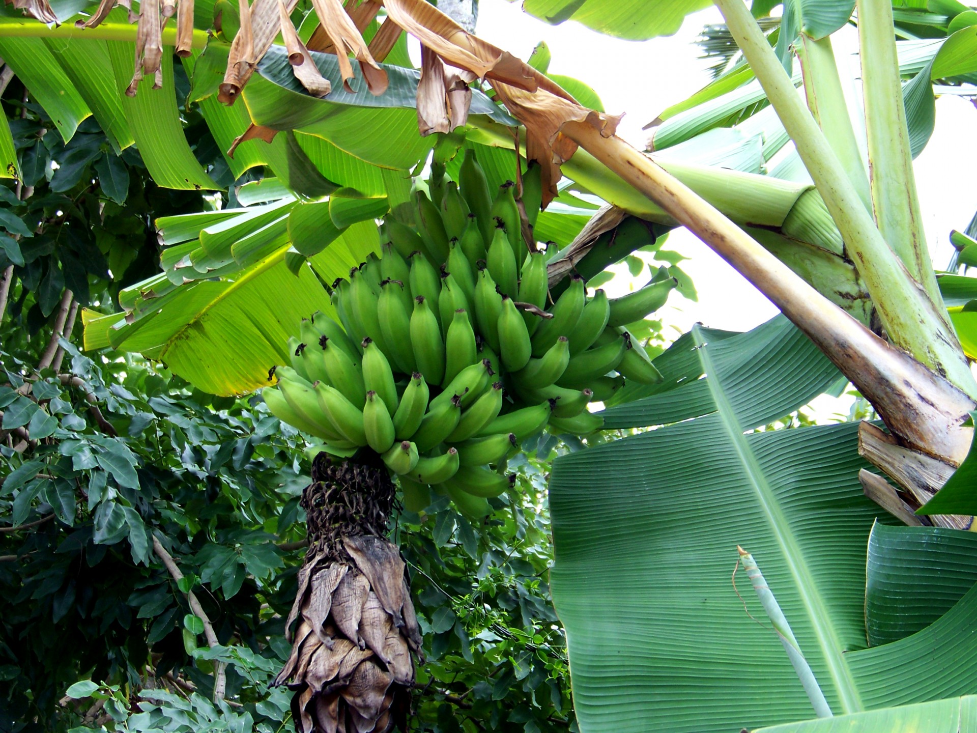 banana banana tree banana leaf free photo