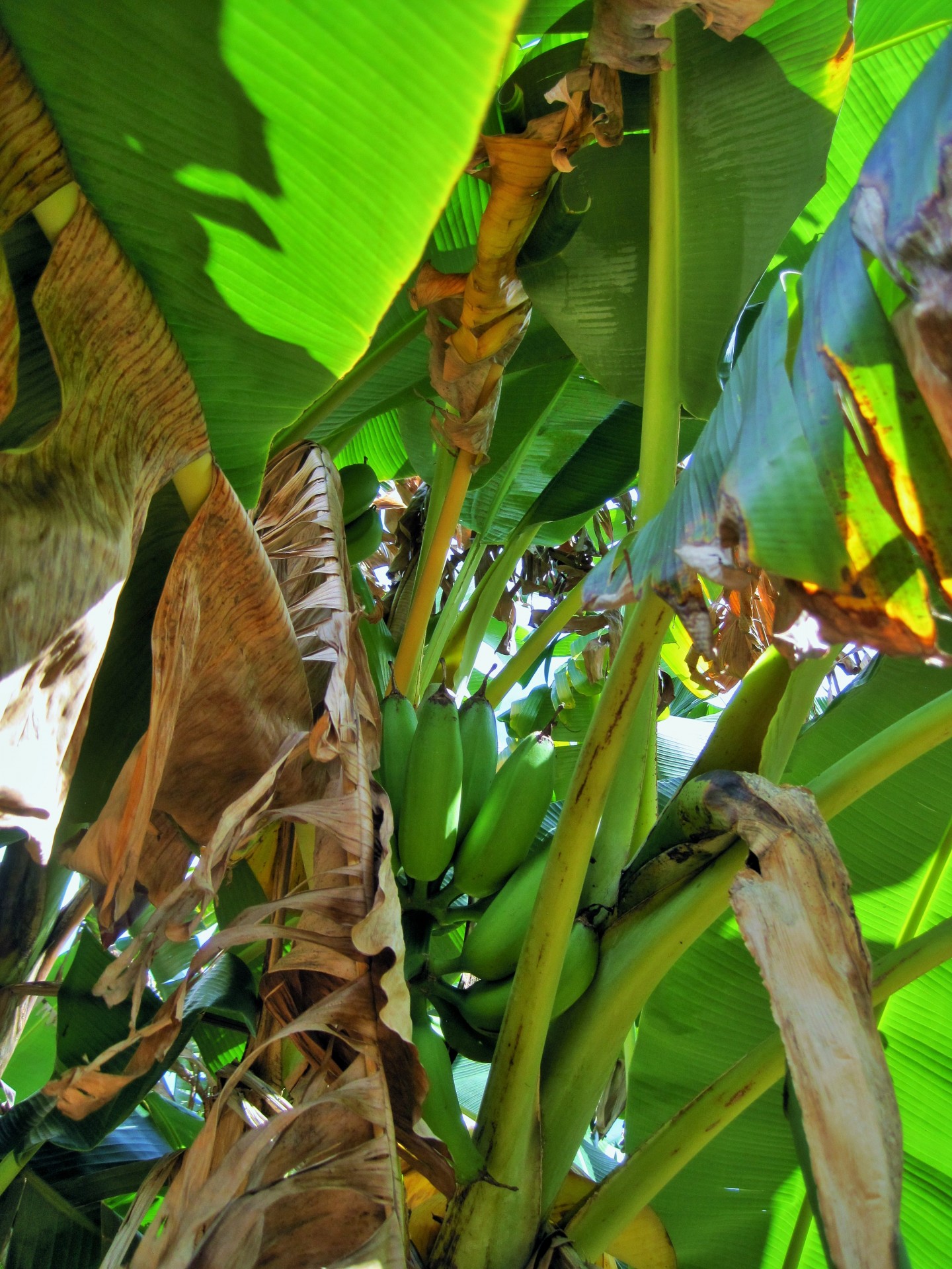 tree banana leaves free photo