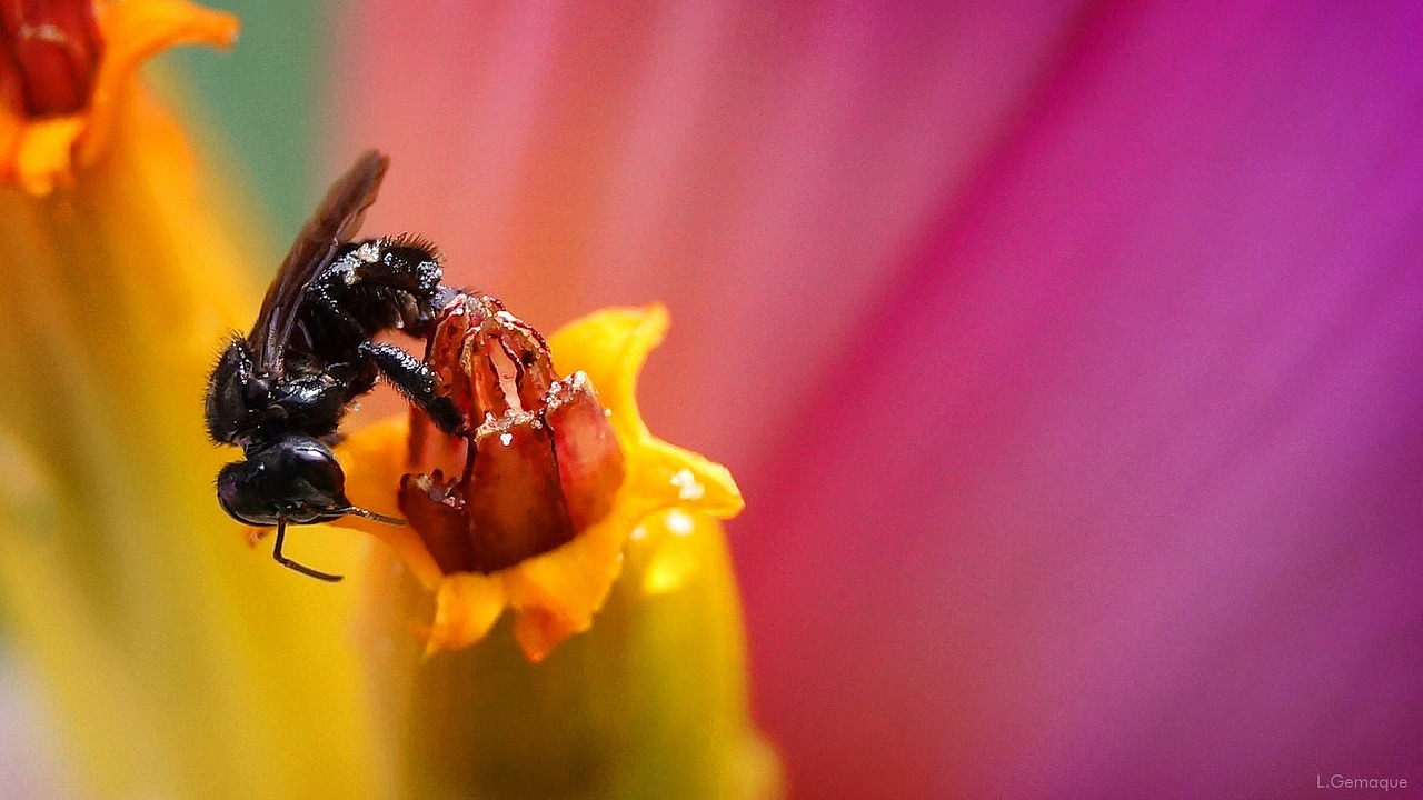 banana tree bee garden free photo