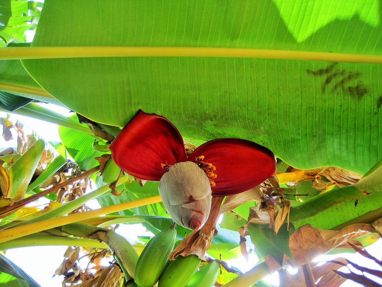 banana tree tree banana free photo