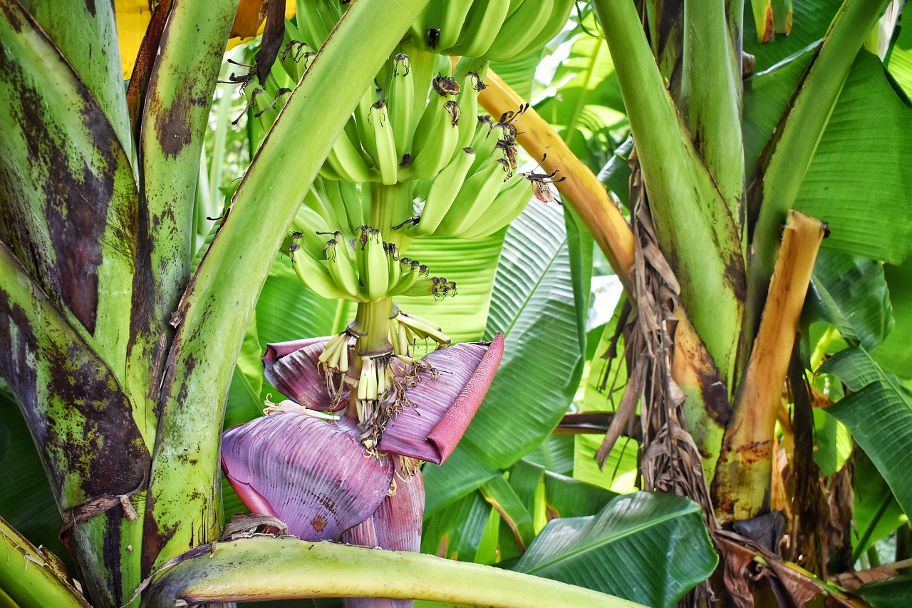 banana tree  banana  background free photo