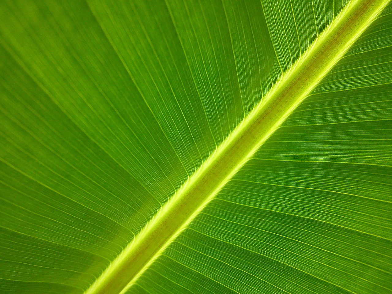 banana tree garden leaf free photo