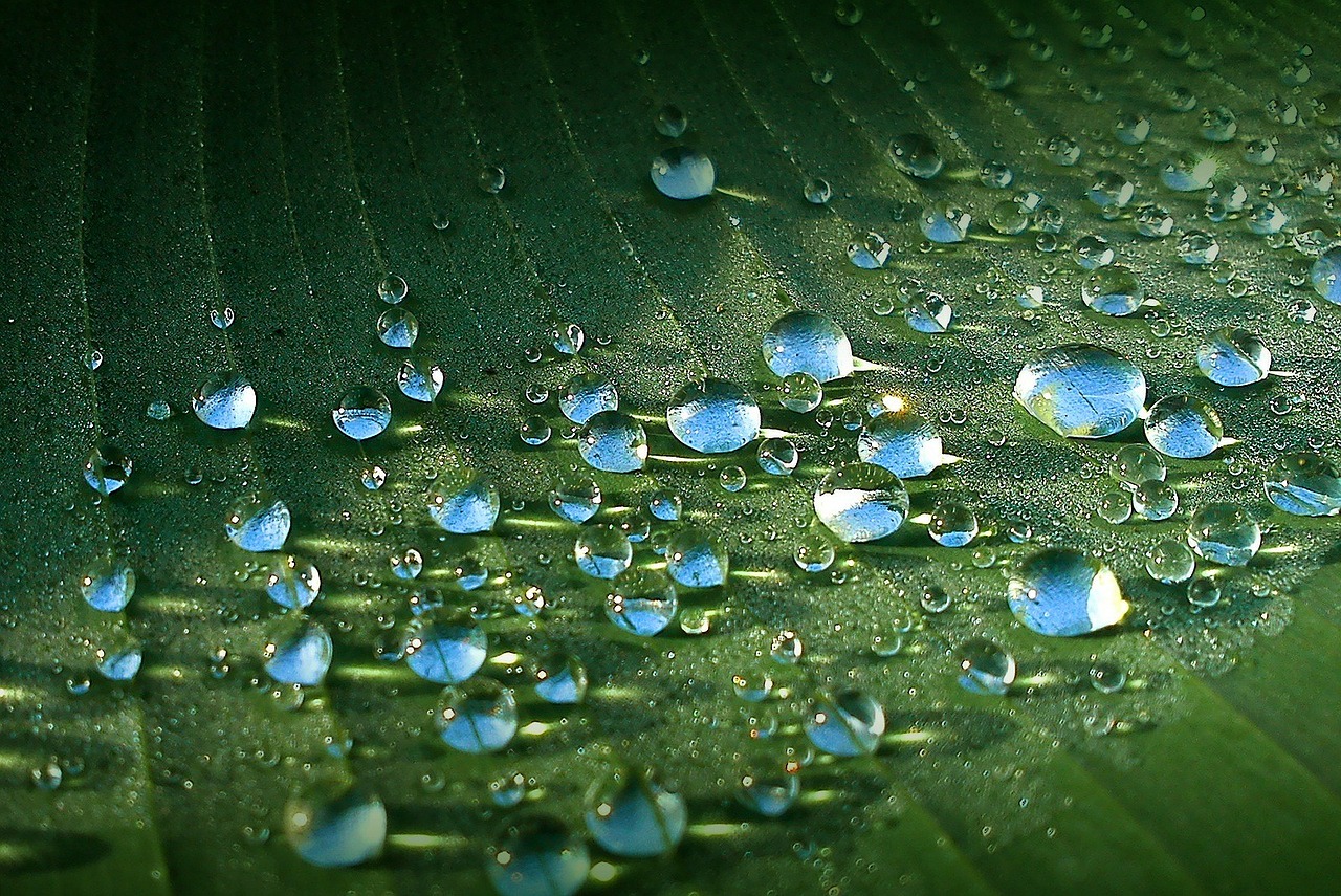 banana tree garden leaf free photo