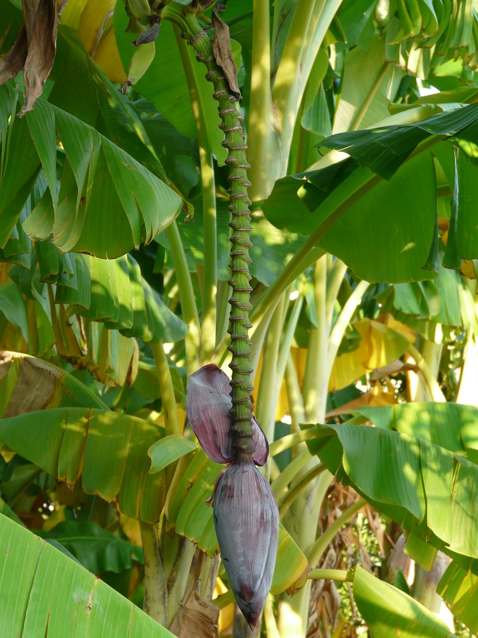 banana tree banana banana shrub free photo