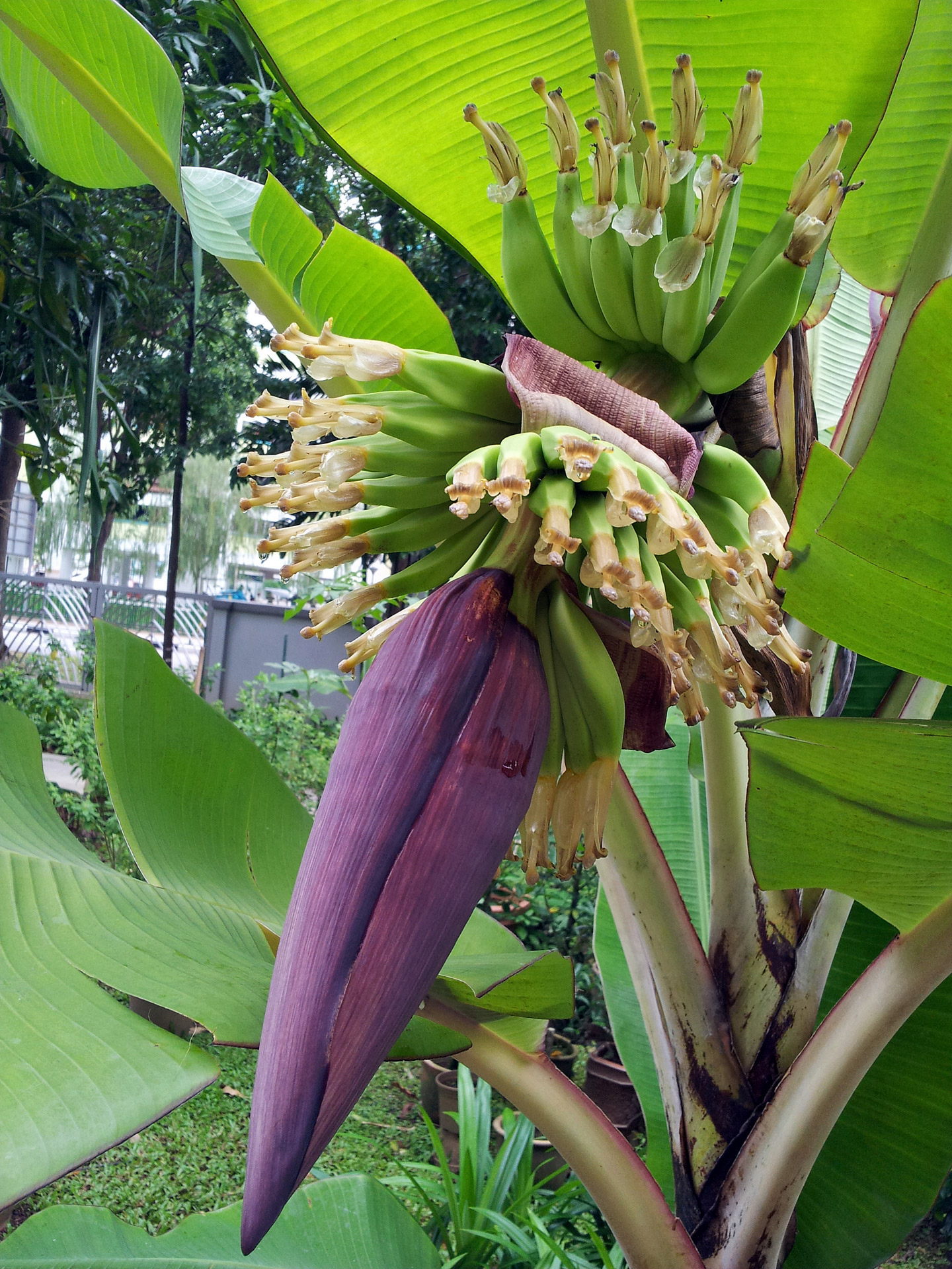 Как цветет банан. Банановая Пальма. Банановая Пальма цветение. Цветение бананового дерева. Соцветие банана.
