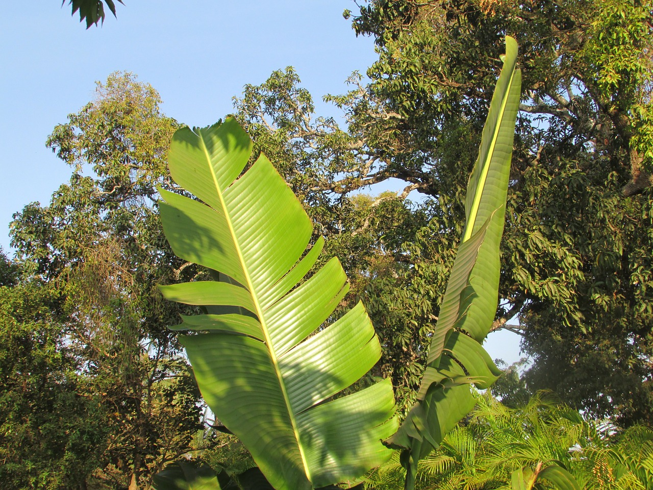 banana tree leaf palm leaf leaf free photo