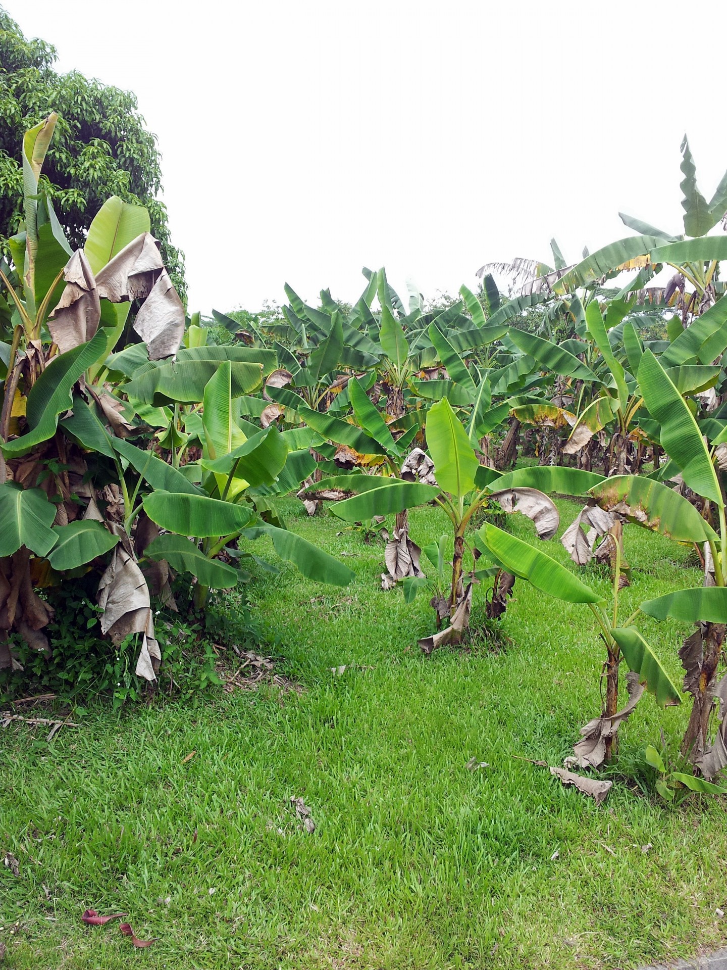 banana tree plant free photo