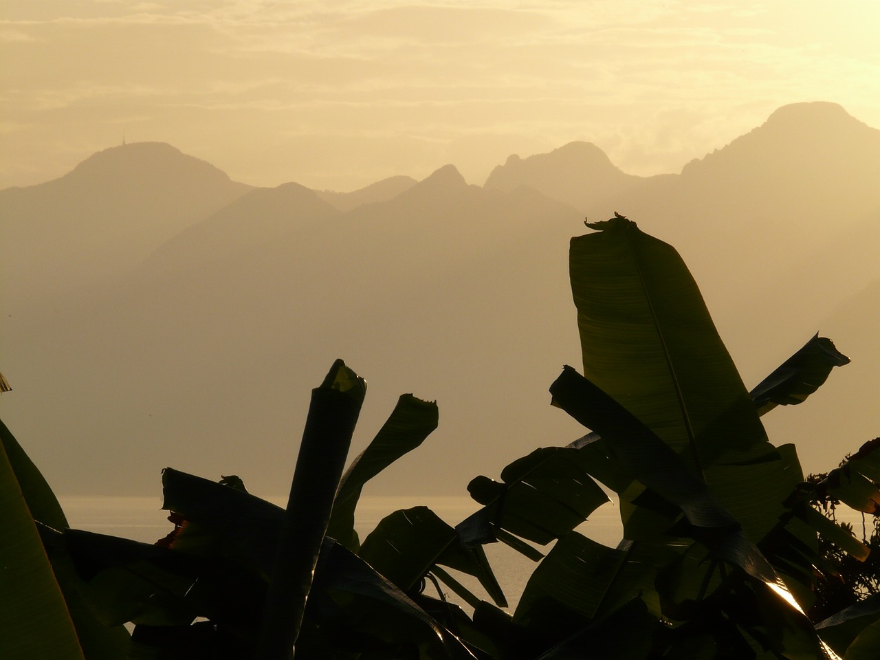 banana trees banana leaf back light free photo