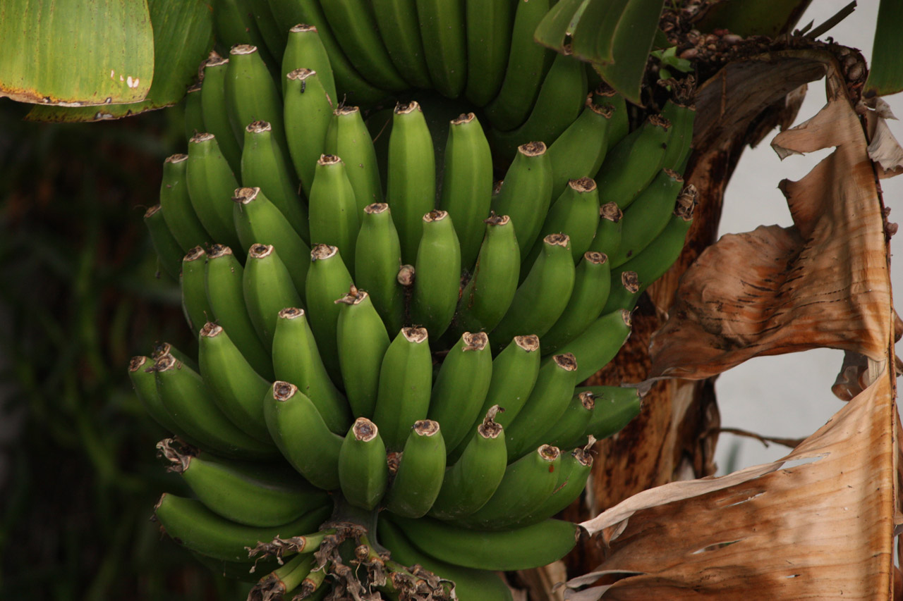 banana madeira island free photo