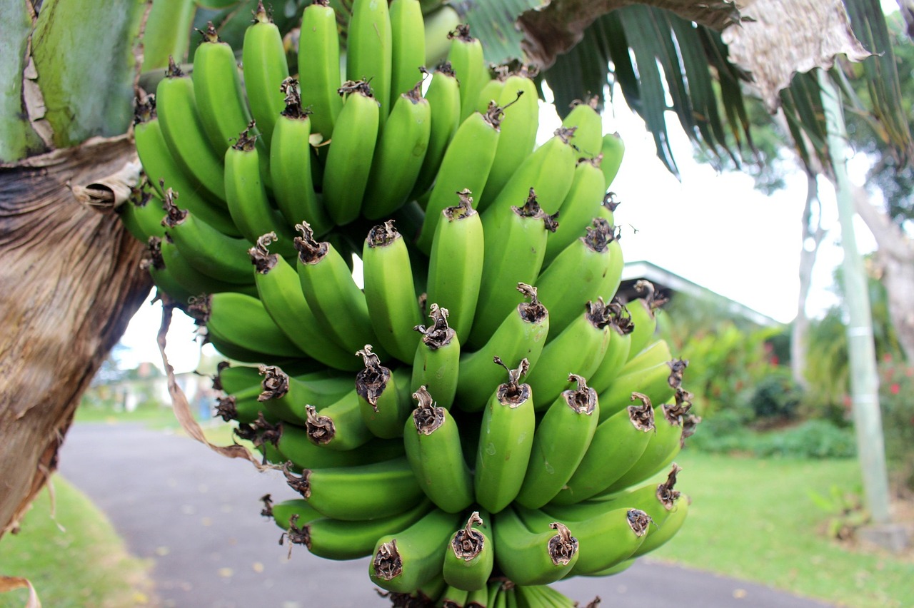 bananas growing tropical free photo