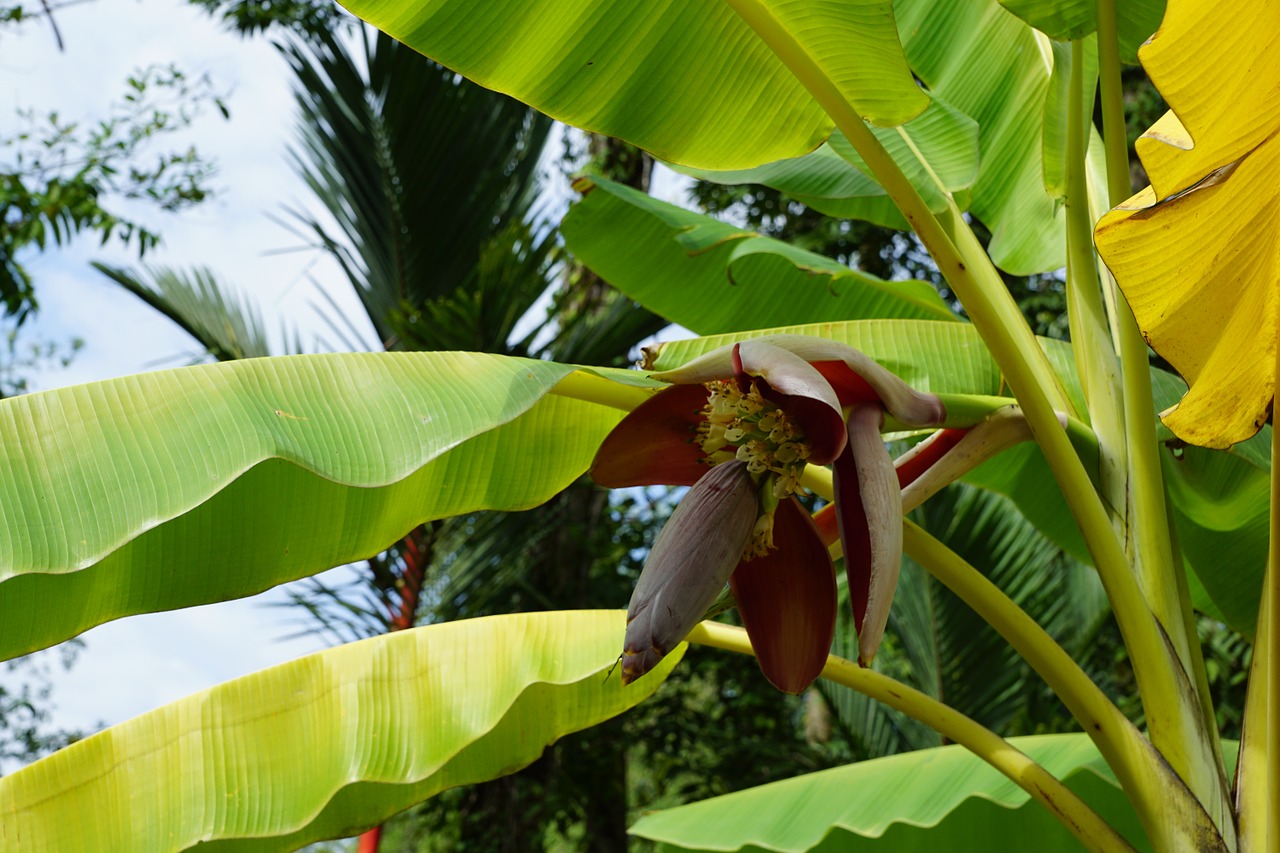 bananas tree blossom free photo