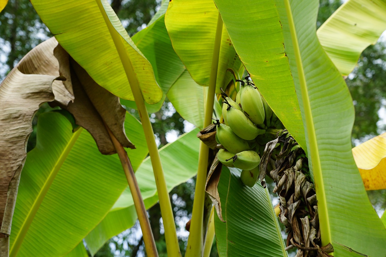 bananas tree green free photo