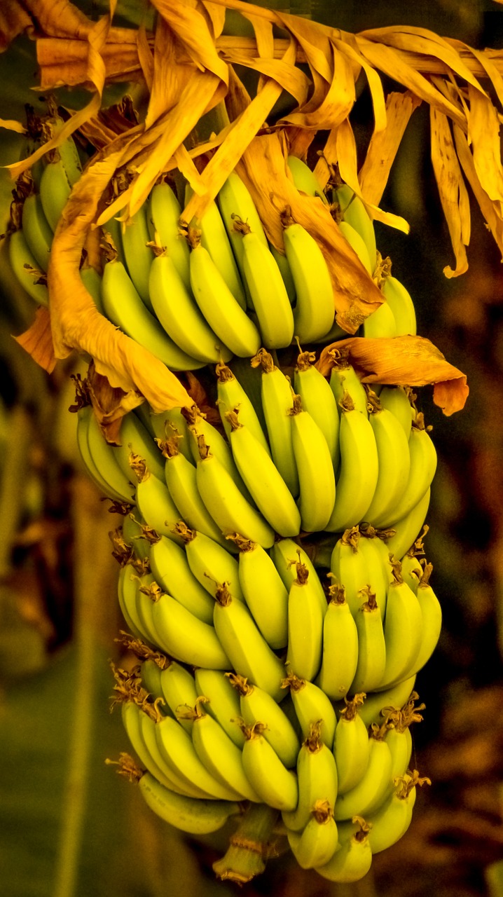 bananas indian fruit free photo