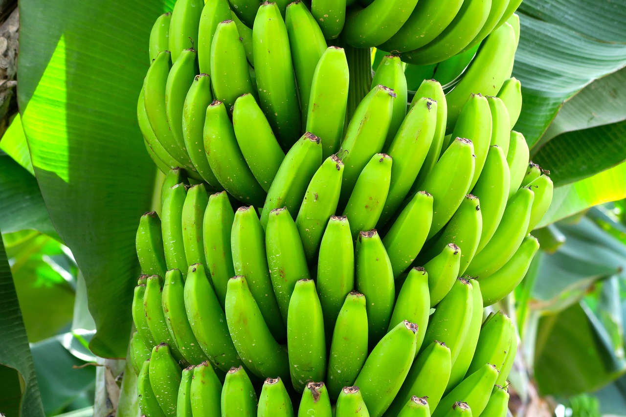 bananas fruit exotic free photo