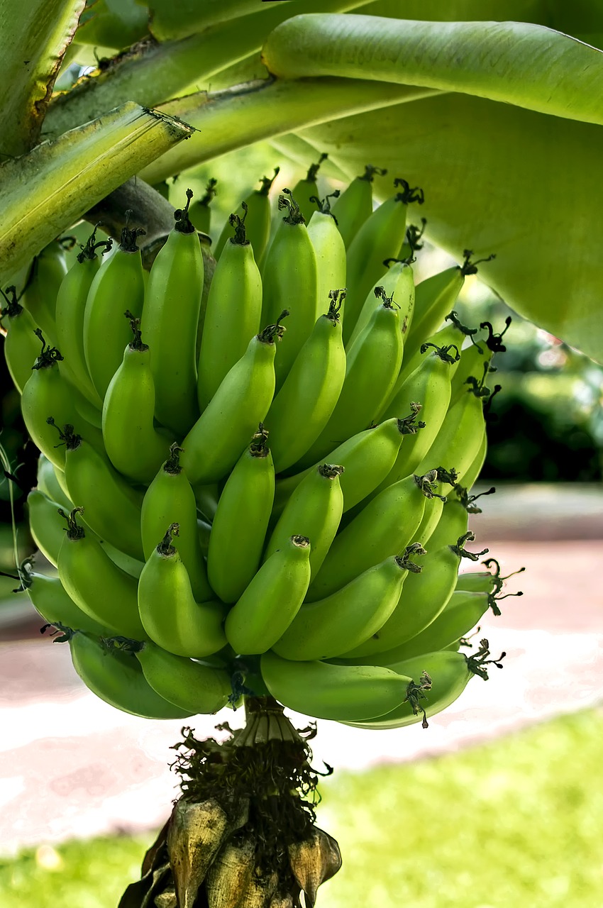 bananas colombia colombian free photo