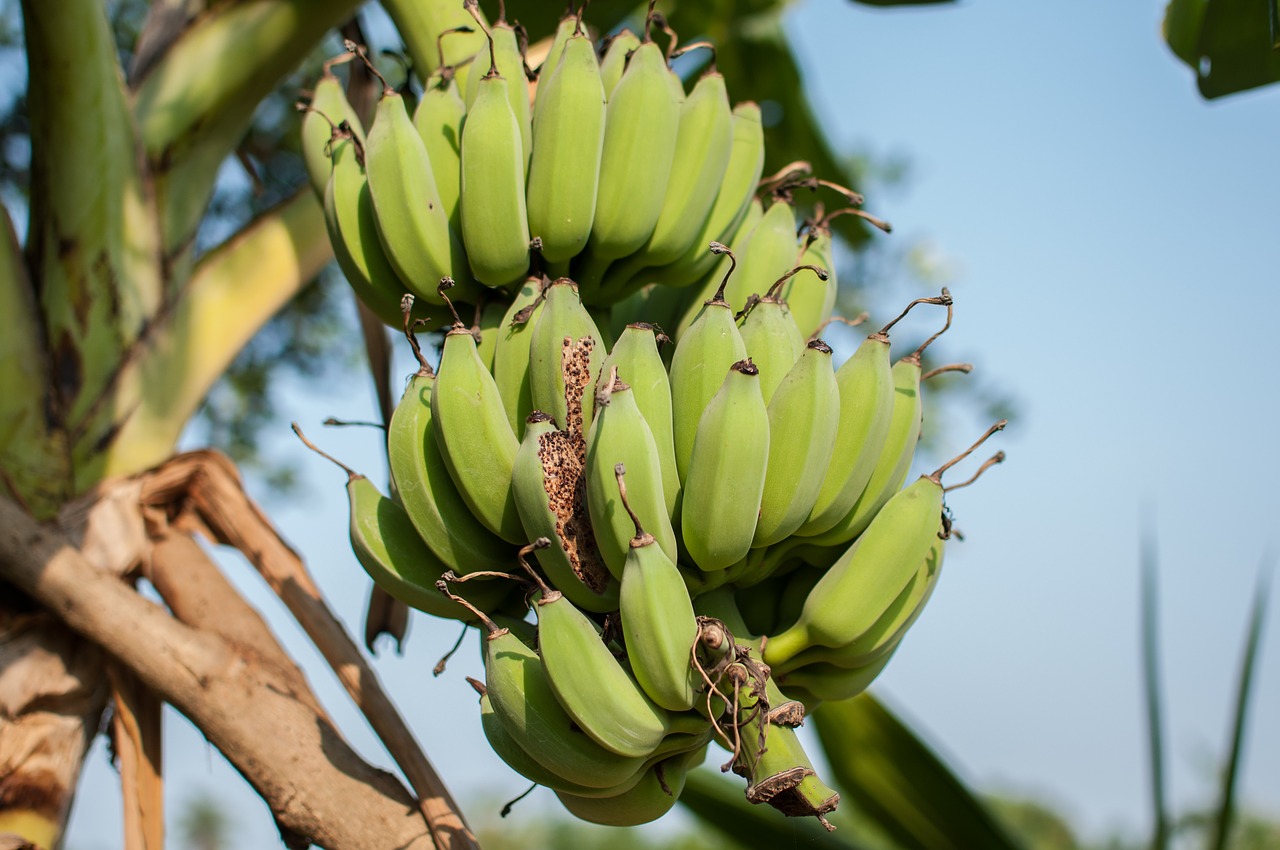 bananas cultivated banana green free photo