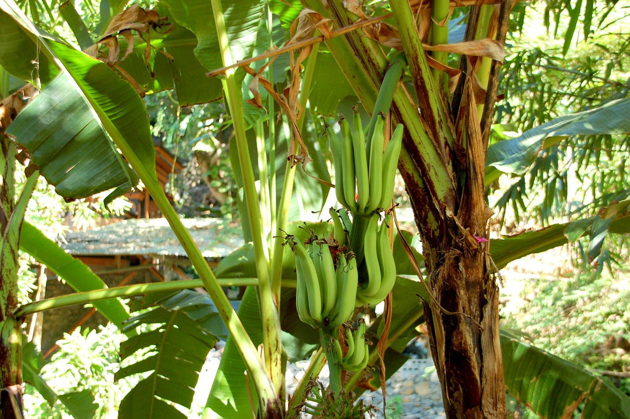 bananas bali nature free photo