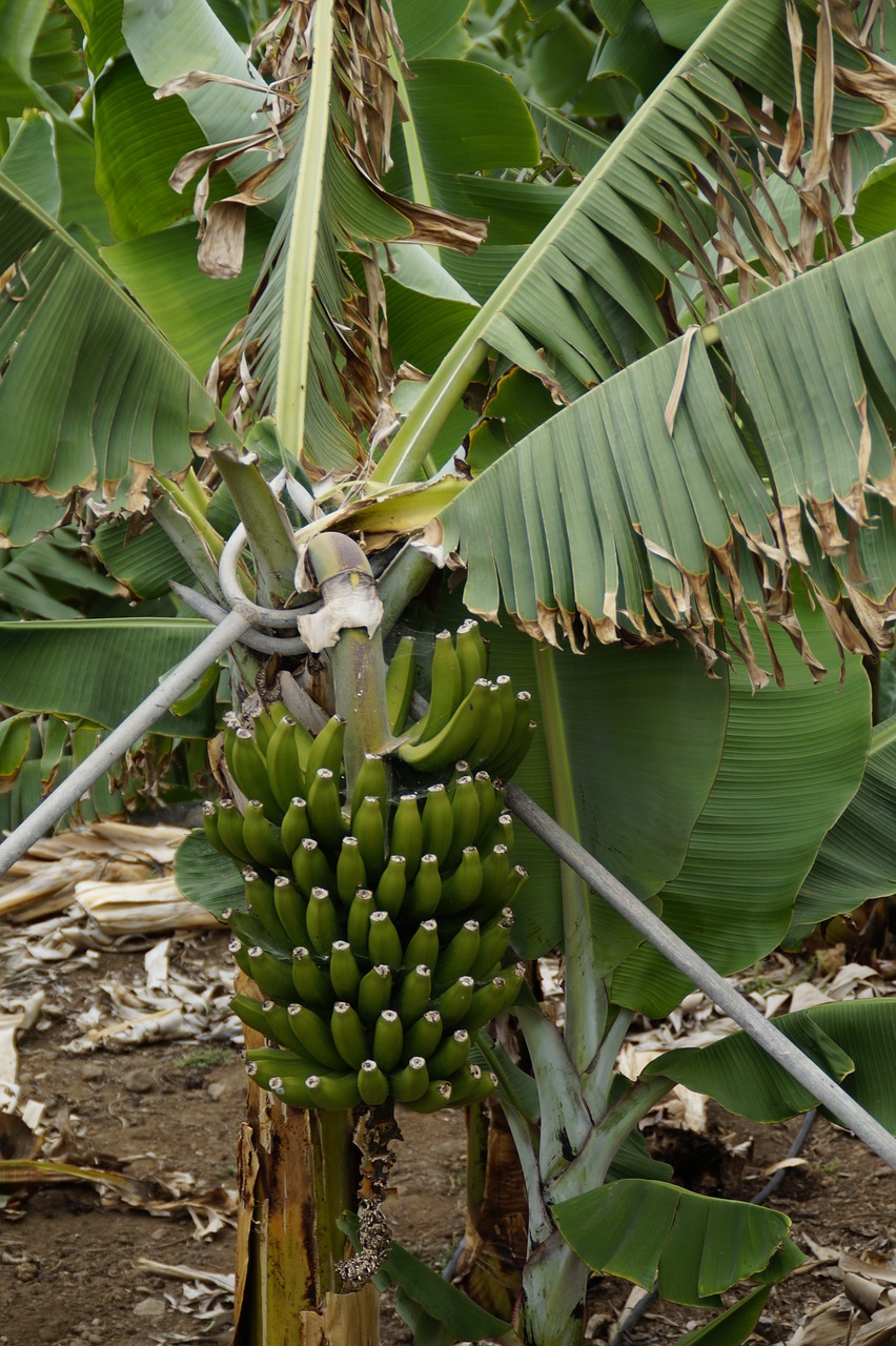 bananas banana shrub banana plantation free photo