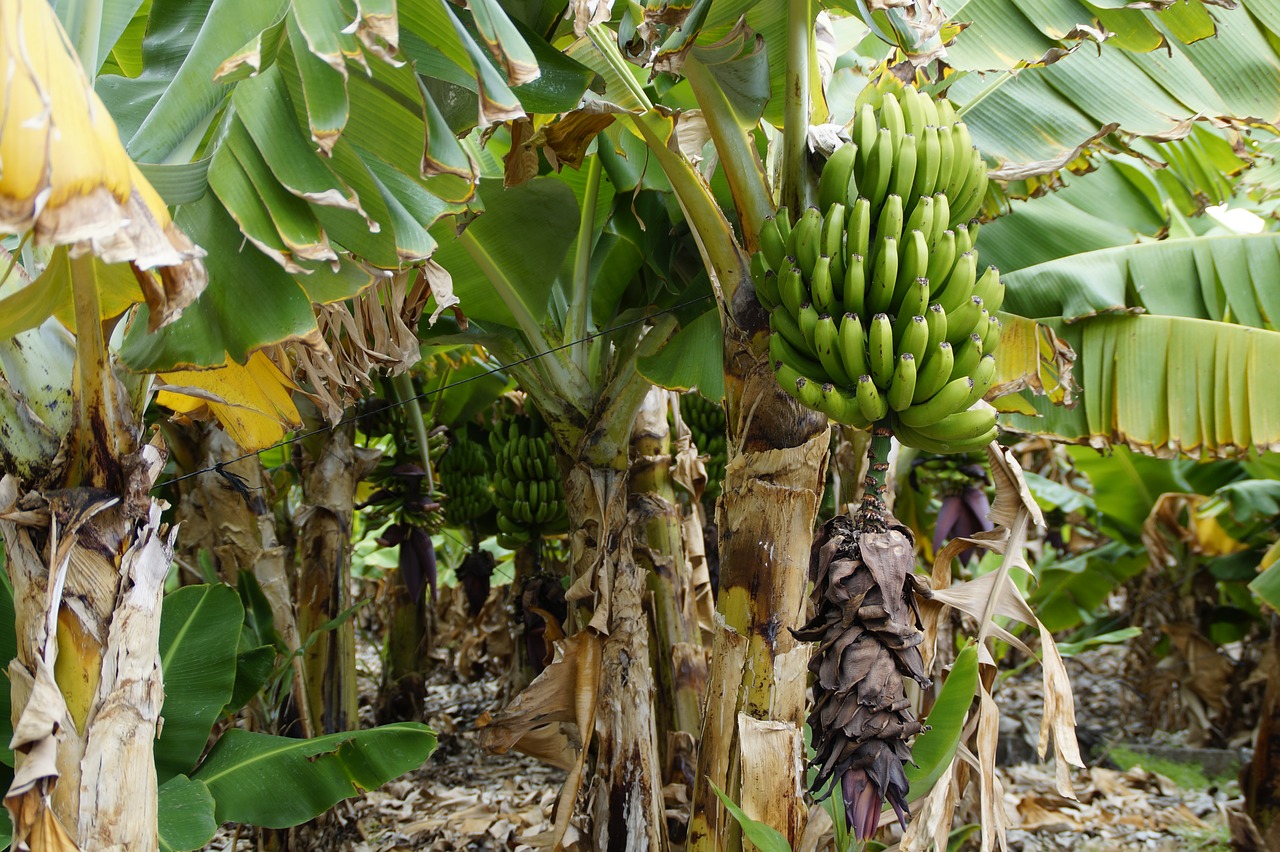 bananas banana shrub banana plantation free photo