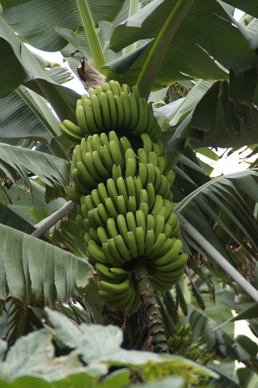 bananas banana shrub banana plantation free photo