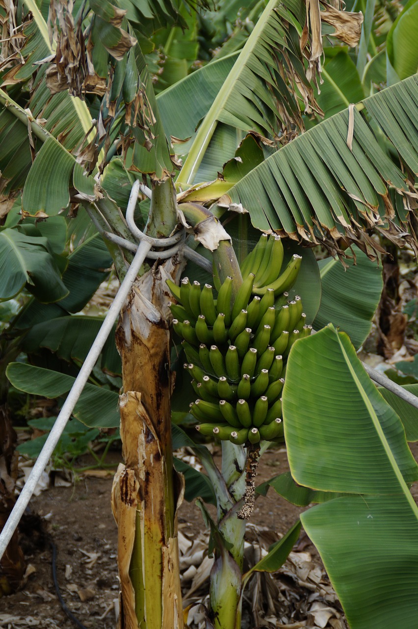 bananas banana plantation support free photo